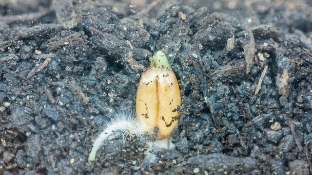 Wheat seeds growing and sprouting from soil timelapse moving composite zoom flowmotion 