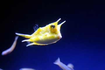 二本の角がユニークで可愛いコンゴウフグ