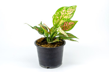 House plants aglaonema in a black plastic pot on a white background