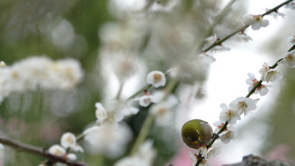 城南宮の枝垂れ梅とメジロ