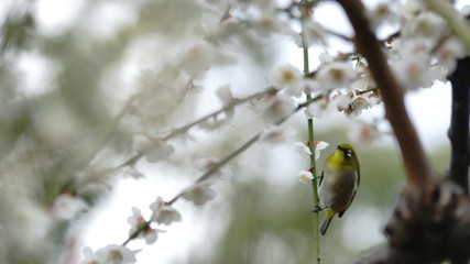 城南宮の枝垂れ梅とメジロ