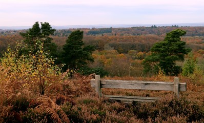 View from a park bench of the vibrant English countryside in the fall 