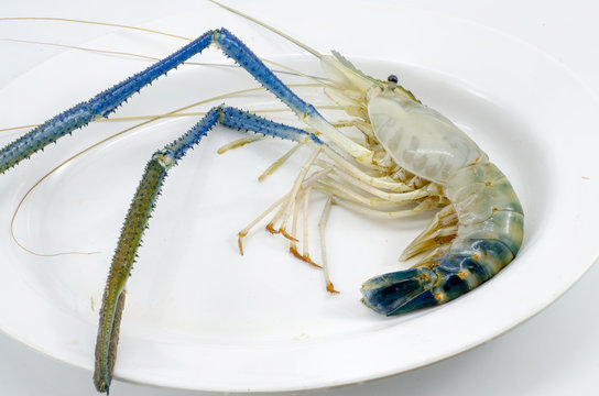 Giant freshwater shrimp on a white plate