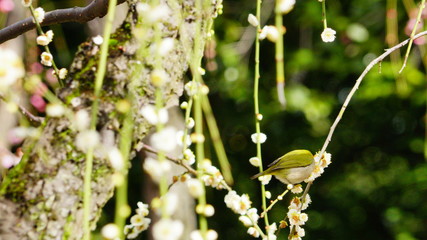 城南宮の枝垂れ梅とメジロ