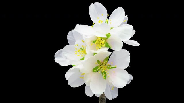 Almond fruit flower blossoming timelapse isolated with alpha