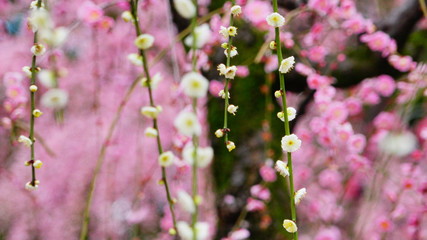 城南宮の枝垂れ梅