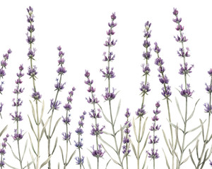 Delicate watercolor horizontal floral seamless pattern with lavender flowers. Provence illustration. Herbal plant. Hand drawn.
