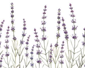 Delicate watercolor horizontal floral seamless pattern with lavender flowers. Provence illustration. Herbal plant. Hand drawn. © zenina