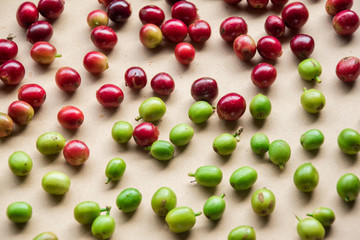 Ripe red cherry coffee and green unripe coffee