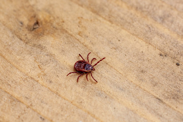 A dangerous parasite and infection carrier mite