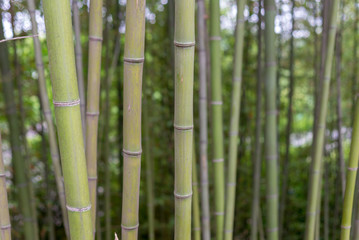 Fototapeta premium bamboo forest