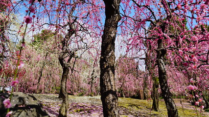 城南宮の枝垂れ梅