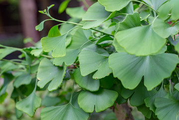 Fototapeta na wymiar Ginkgo biloba leaf