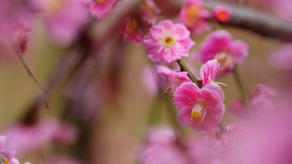 城南宮の枝垂れ梅