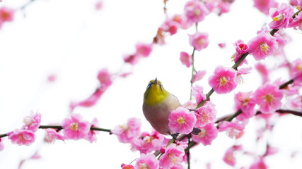 城南宮の梅林とメジロ