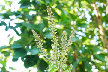 background of green leaves