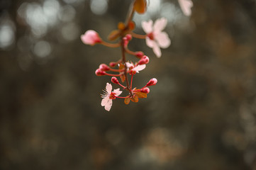 Cherry Tree blossoming in various different angles and space