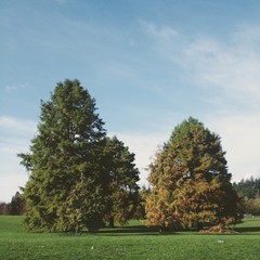 Two trees in meadow against the blue sky in Stanley Park