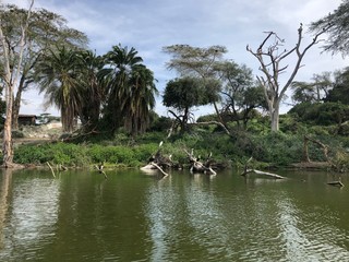 Lake Naivasha Shoreline Detail, Kenya