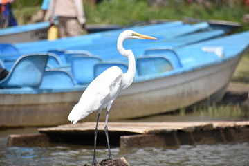Obraz premium Great White Egret, Foreground, Lake Naivasha, Kenya