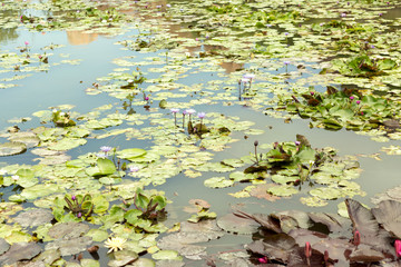 Colorful water lily flowers and leaves in pond.