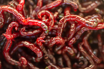 Red bloodworm worms as a background