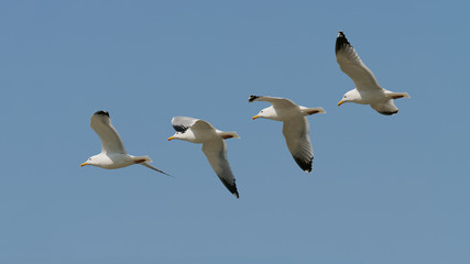 Sequence of seagull flying isolated on blue sky background, wings open widely.