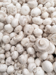 White champignons on a shelf in a store