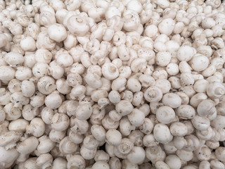 White champignons on a shelf in a store