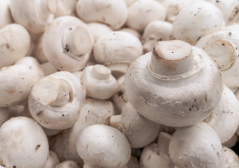 White champignons on a shelf in a store
