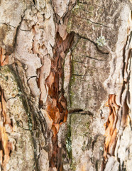 Bark on a pine tree as abstract background