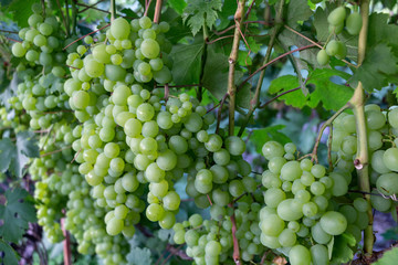 Beautiful background of ripe bunches of green grape ready to harvest. The concept of viticulture and winemaking.