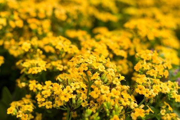 Defocused orange flower field. Floral blur background.