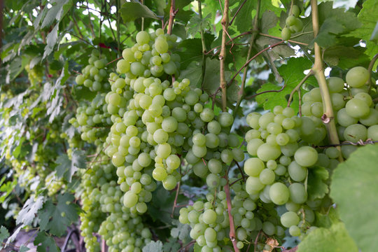 Many bunches of ripe white grapes are ready for harvest. Grapes for winemaking.