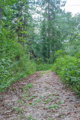 quiet mud road in the forest