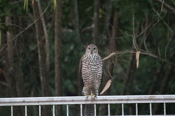 great horned owl