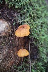 mushroom in the forest