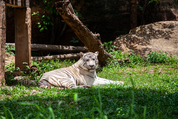 The white tiger, bleached tiger.