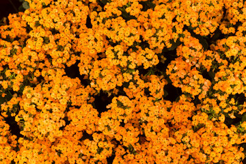 Close up beautiful small orange flowers background.