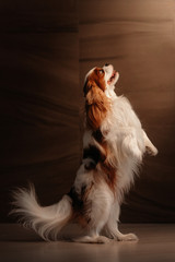 funny cavalier king charles spaniel dog begging indoors