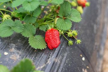 fresh strawberry in the farm