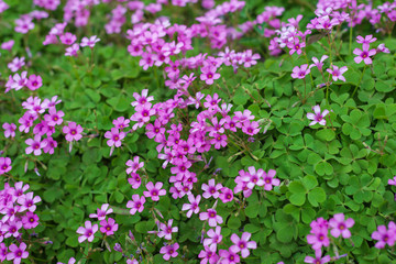 Obraz premium beautiful oxalis rubra for background