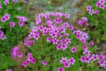 Obraz premium piękny oxalis rubra na tle
