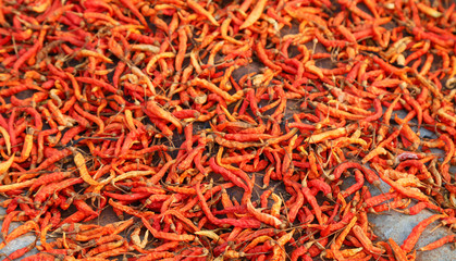 Closeup of organic red ripe chili drying under sunlight. 