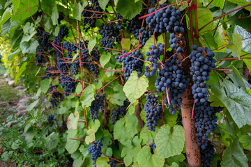 Beautiful background of ripe bunches of dark blue grape ready for harvest. The concept of...