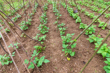 cowpea with leaf in the farm