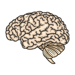 Brain. Vector illustration isolated on white background.