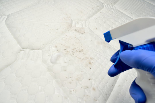 Removing mold with a Foam cleaner. Cleaning a mattress cloth with a liquid stain remover. Fungus, mildew or mould on the fabric.
