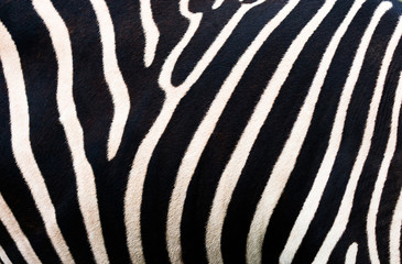 Fototapeta na wymiar Zebra background. Zebra skinning pattern.