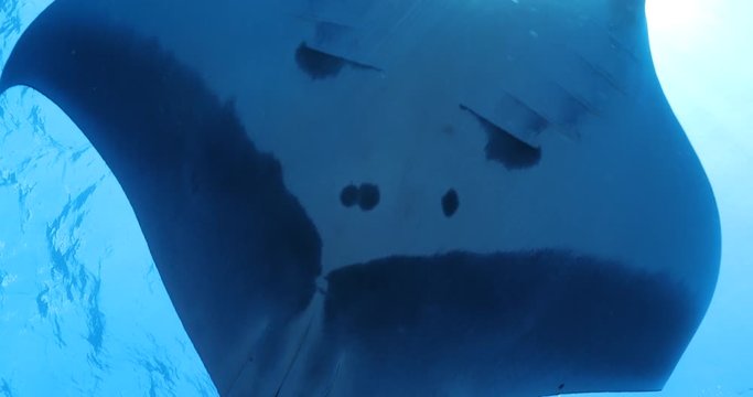 Manta rays at Revillagigedo islands, Mexico 
